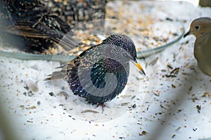 European Starling