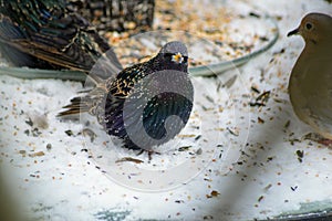 European Starling