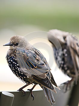European Starling