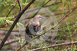 European starling