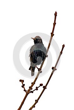 European starling