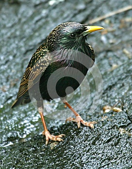 European Starling