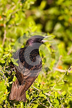 European starling