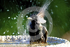 European Starling   604271