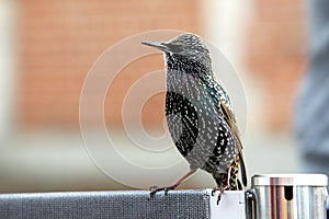 European starling begging for food