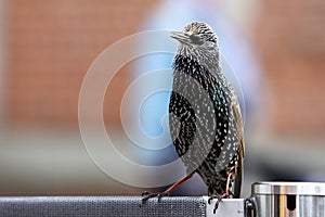 European starling begging for food