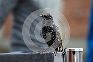 European starling begging for food