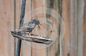 European Starling on Bird Feeder with Seed in Mouth