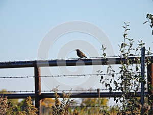 European Starling Bird on a Metal Fence Behind a Barb Wired Fence