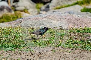 European Starling bird walking on a green grass in a forest.