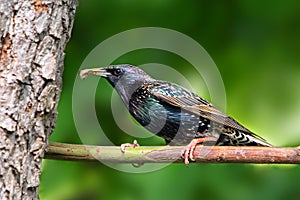 European Starling on branch.