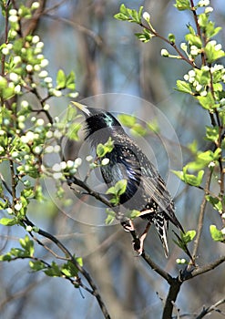 European starling in breeding plumage