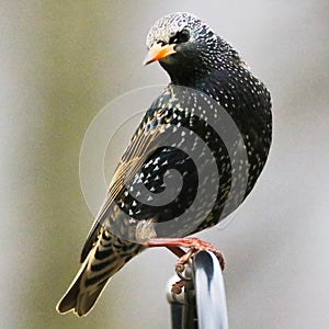 European Starling