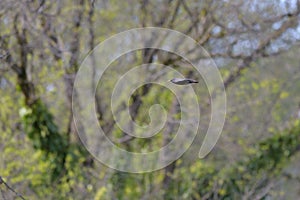 European Starling in fly