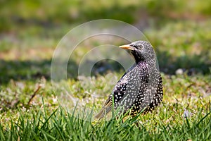 European Starling in grass