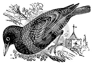 European starling I Antique Bird Illustrations