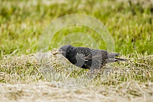 European Starling outside on grass with catched food with copy space