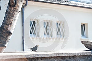 European starling Perched busk on warm spring sunlight. photo