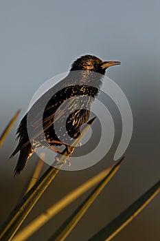 European starling perched on Southwest desert plant