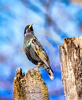 European Starling Perches on a Tree Stump photo
