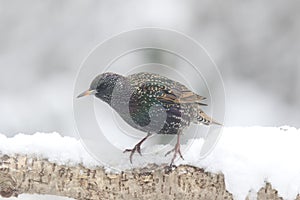 European starling perching on a snow covered branch in winter