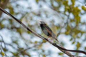 European Starling resting on branch