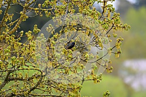 European Starling resting on branch