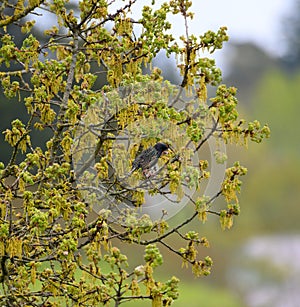 European Starling resting on branch