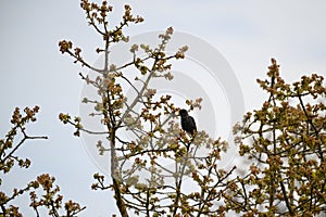 European Starling resting on branch