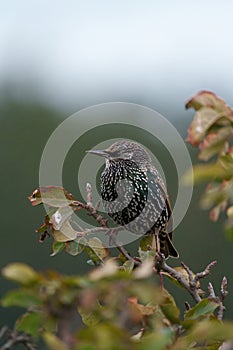 European Starling resting on branch