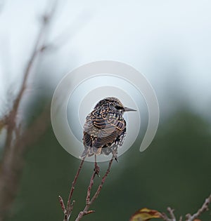 European Starling resting on branch