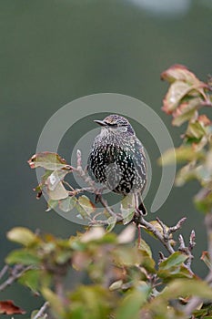 European Starling resting on branch