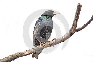 European Starling (Sturnus vulgaris)