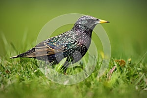 European Starling, Sturnus vulgaris, in beautiful plumage walking in green grass