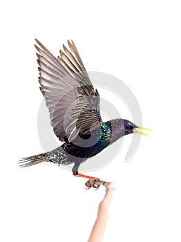 European starling Sturnus vulgaris in flight, isolated