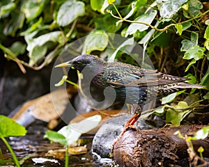 European Starling, Sturnus vulgaris, by my garden stream