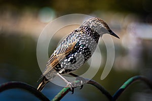 European Starling Sturnus vulgaris in a park