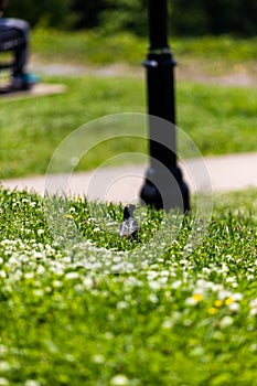 European starling (Sturnus vulgaris) perched on green grass in Libby Hill Park, Richmond, USA