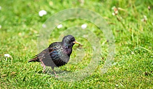 European starling Sturnus vulgaris in Scotland