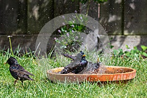 Two European starling, sturnus vulgaris, washing in a bird bath