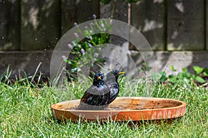 European starling, sturnus vulgaris, with wet feathers, pausing whilst washing in a bird bath