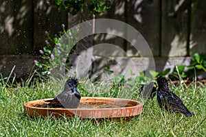 European starling, sturnus vulgaris, with wet spiked feathers pausing during a bird bath