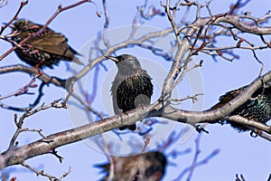 European Starlings    800902