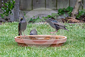 European starlings bathing in a temporary bird bath