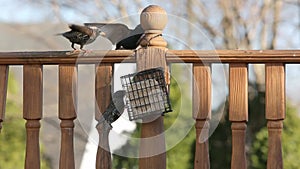 European Starlings feeding on suet