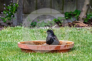 European starlings, sturnus vulgaris, bathing and splashing in a bird bath