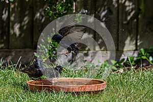 European starlings, sturnus vulgaris, fighing in a garden bird bath