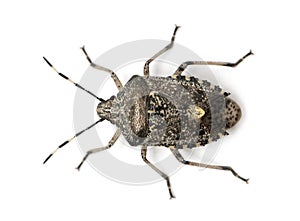 European stink bug, Rhaphigaster nebulosa