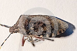 European stink bug, Rhaphigaster nebulosa, on white background.