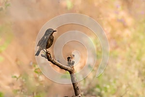 European Stonechat bird on branch of the tree